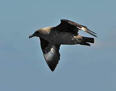 South Polar Skua