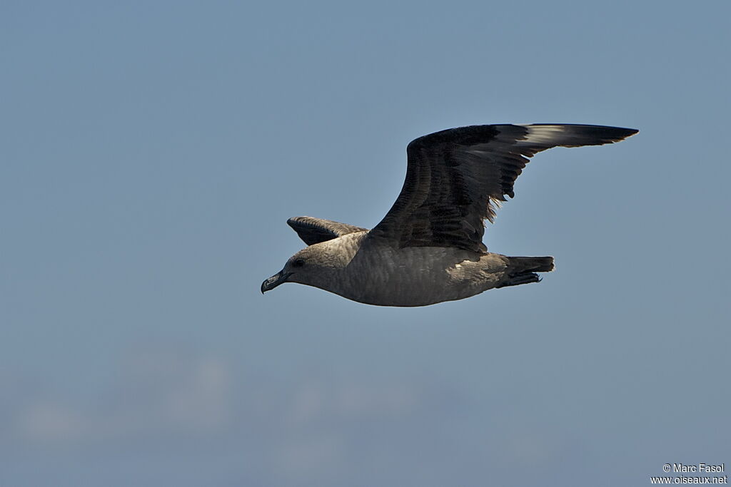 South Polar Skuaadult post breeding, Flight