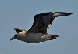 South Polar Skua