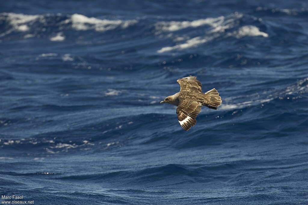 South Polar Skuaadult post breeding, Flight