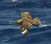 South Polar Skua