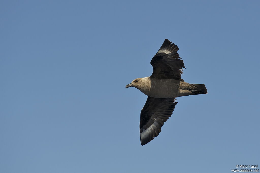 South Polar Skuaadult post breeding, Flight