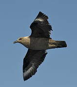 South Polar Skua