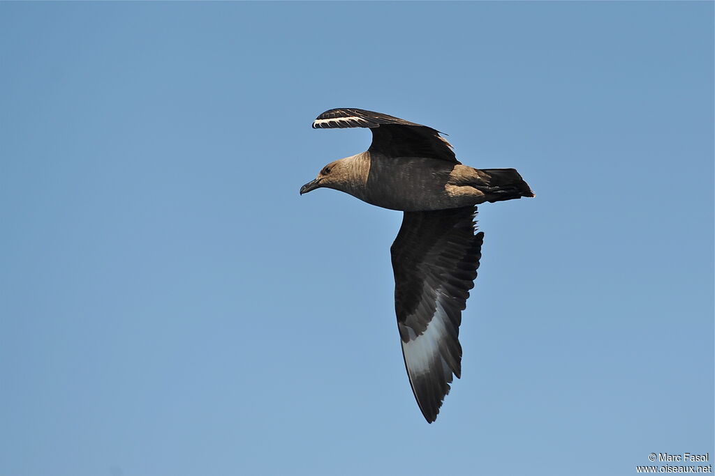 South Polar Skuaadult post breeding, Flight