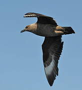 South Polar Skua