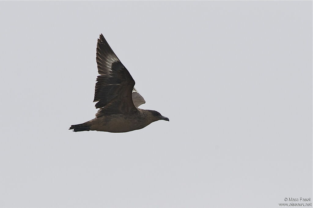 Chilean Skuaadult post breeding, Flight