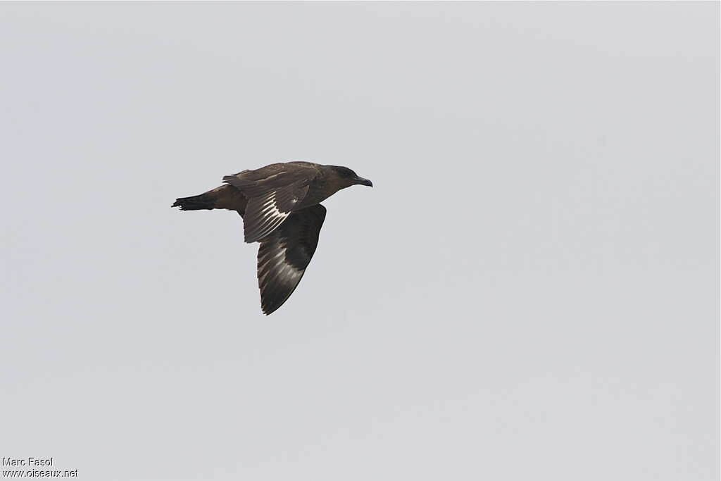 Chilean Skuaadult post breeding, Flight