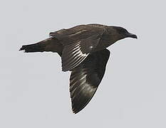 Chilean Skua