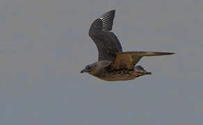 Chilean Skua