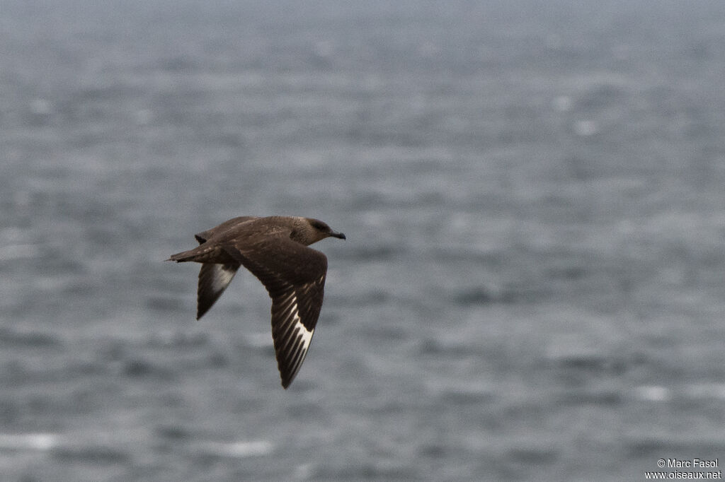 Chilean Skuaadult, Flight