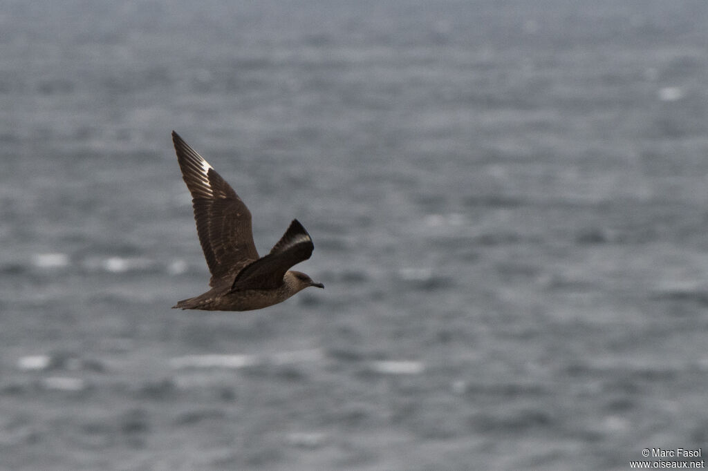 Chilean Skuaadult, Flight