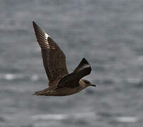 Chilean Skua