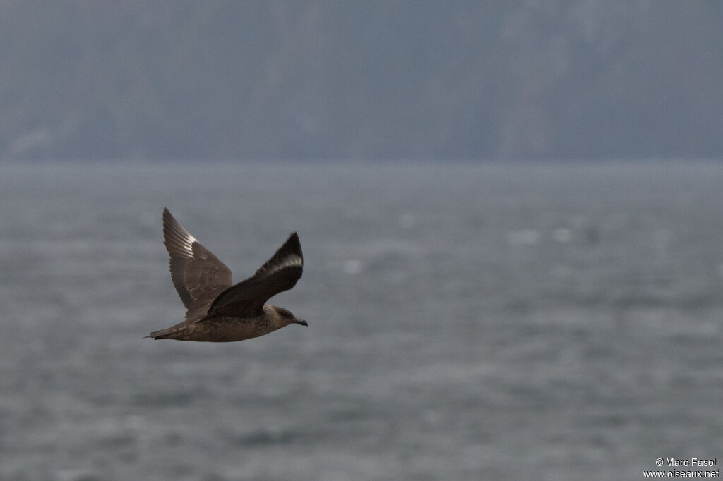 Chilean Skuaadult, Flight