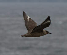 Chilean Skua