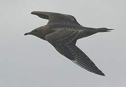 Parasitic Jaeger