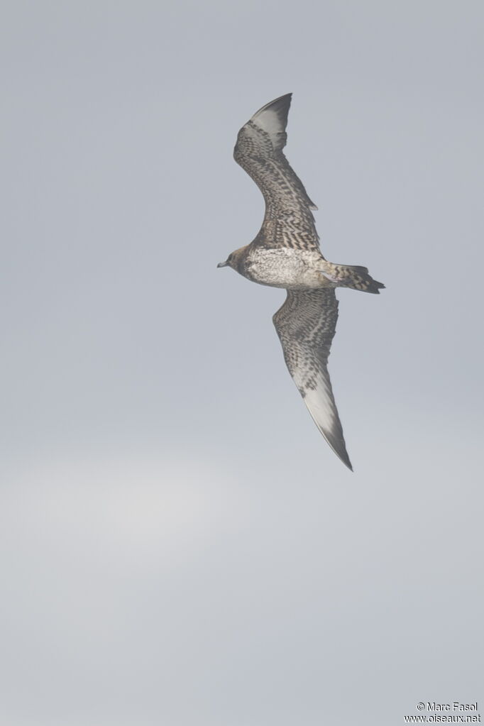 Parasitic JaegerFirst year, Flight