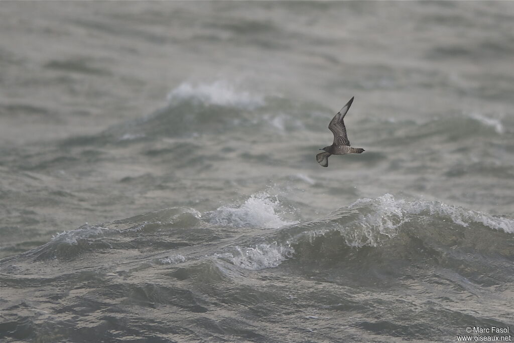 Parasitic JaegerThird  year, Flight