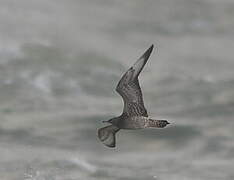 Parasitic Jaeger