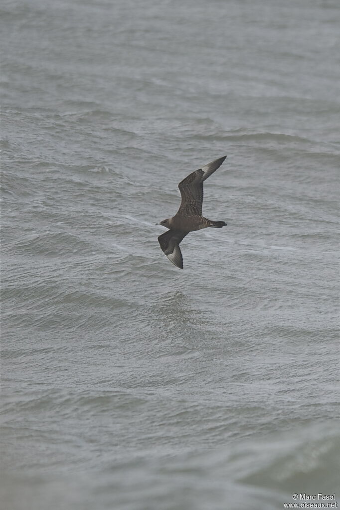 Parasitic JaegerFirst year, Flight