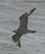 Parasitic Jaeger