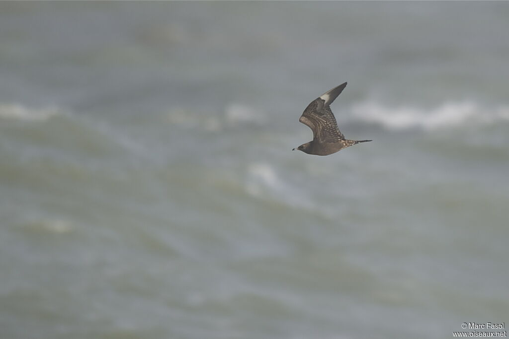 Parasitic JaegerFirst year, Flight