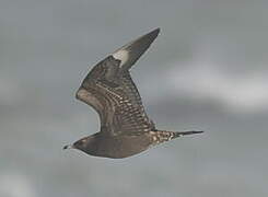 Parasitic Jaeger