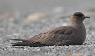 Parasitic Jaeger