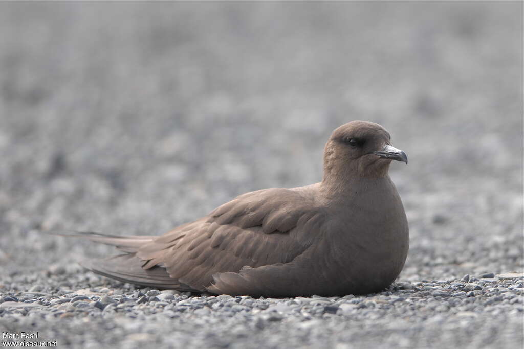 Parasitic Jaegeradult breeding, close-up portrait