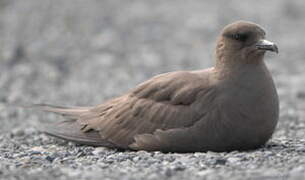 Parasitic Jaeger