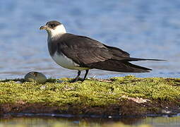 Parasitic Jaeger