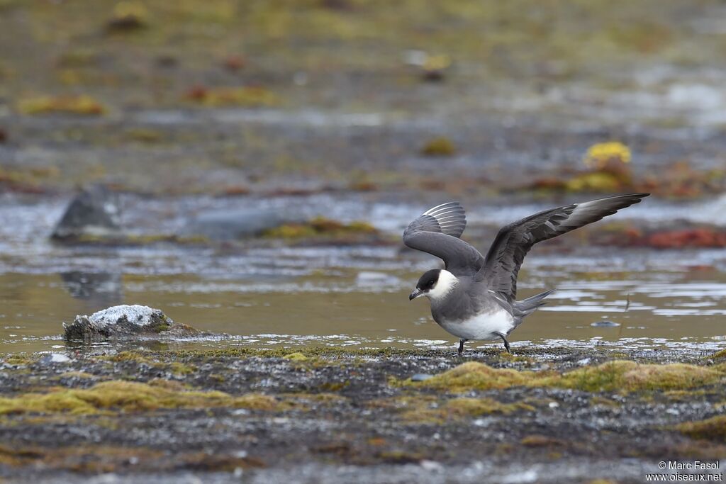 Parasitic Jaegeradult, Flight