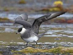 Parasitic Jaeger