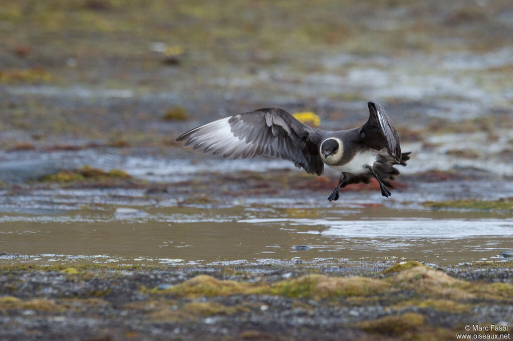 Parasitic Jaegeradult, Flight