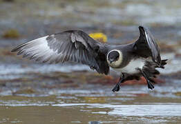 Parasitic Jaeger