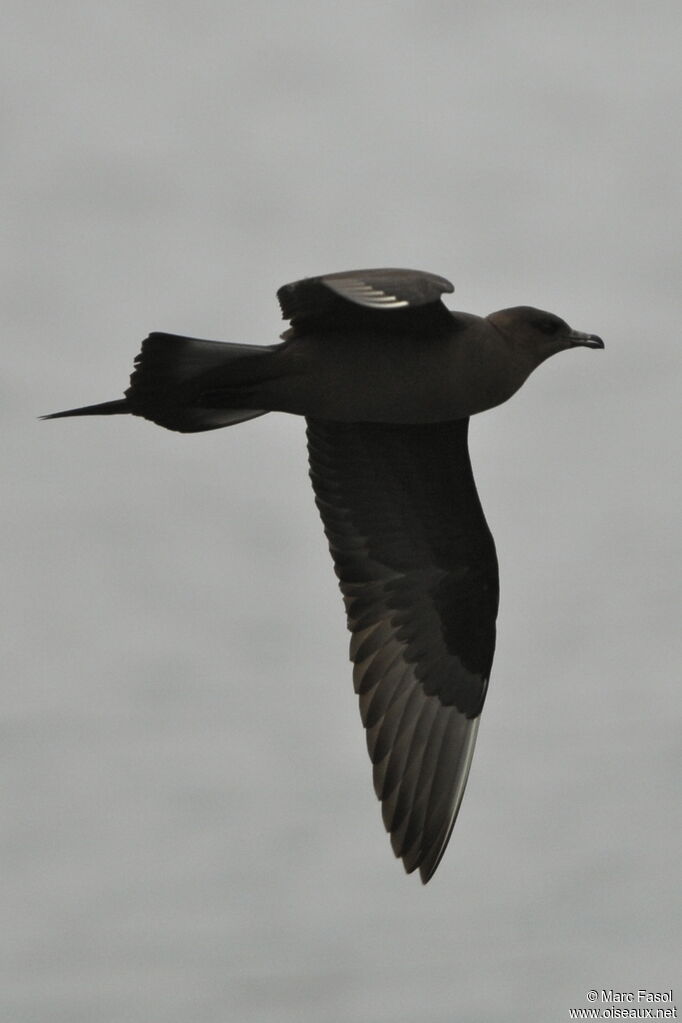 Parasitic Jaegeradult breeding, Flight