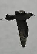 Parasitic Jaeger