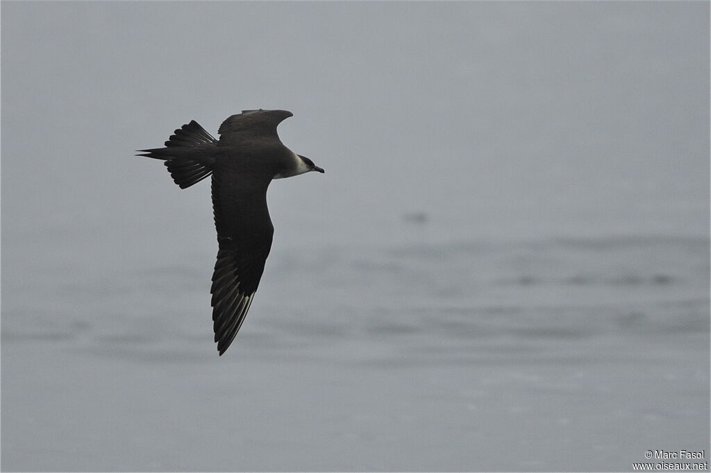 Parasitic Jaeger, Flight