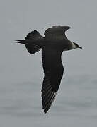 Parasitic Jaeger