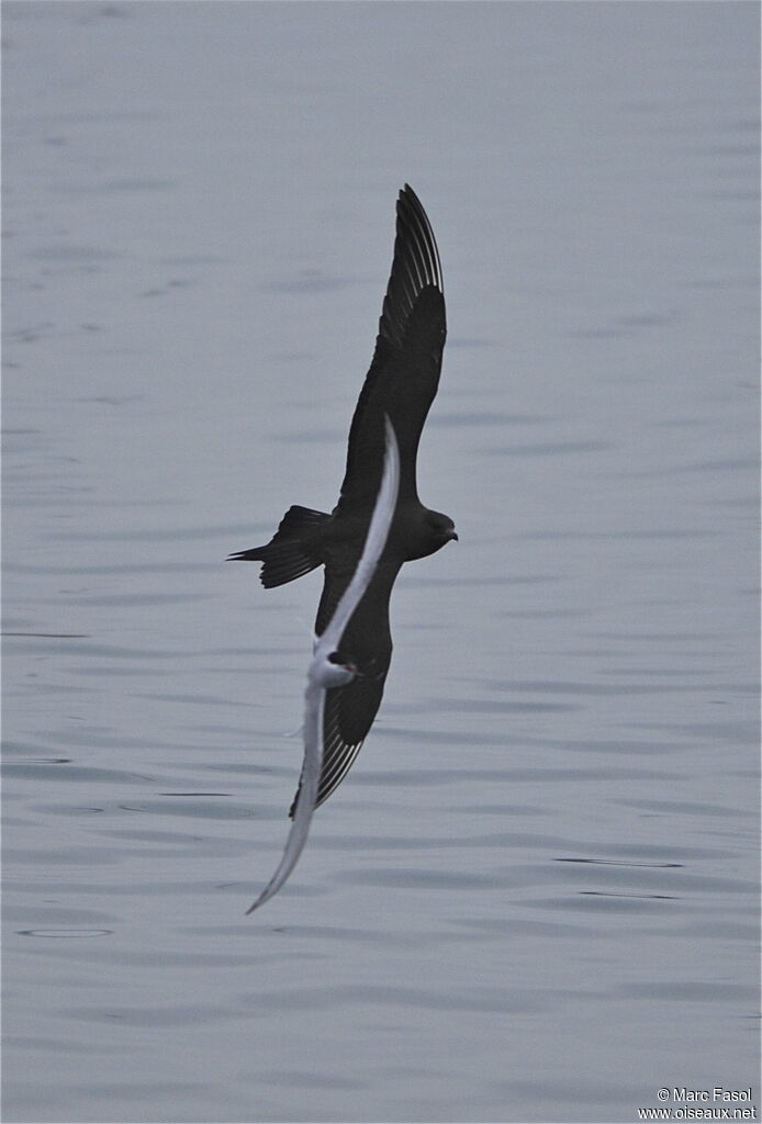 Parasitic Jaegeradult breeding, Flight, Behaviour