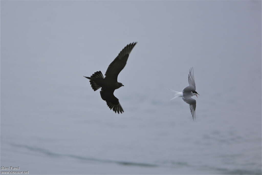 Parasitic Jaegeradult breeding, identification, Flight, fishing/hunting, Behaviour