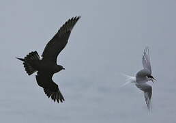 Parasitic Jaeger