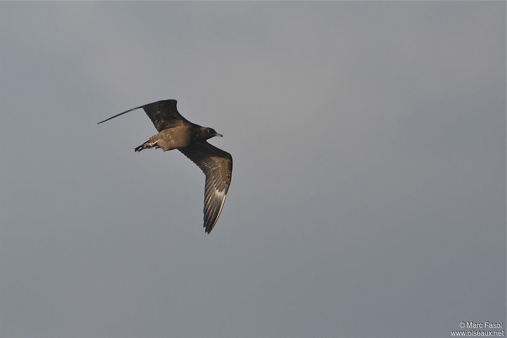 Parasitic JaegerFirst year, Flight