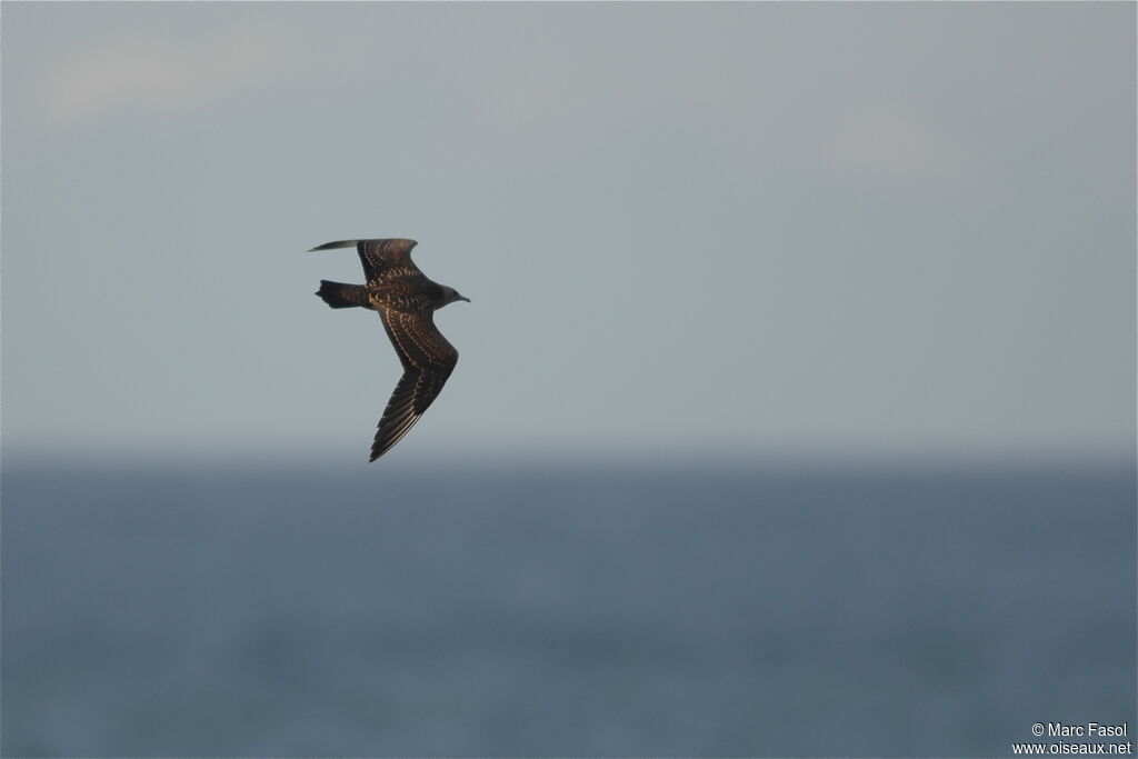 Parasitic JaegerFirst year, Flight