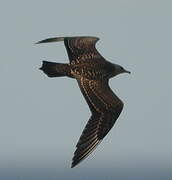 Parasitic Jaeger