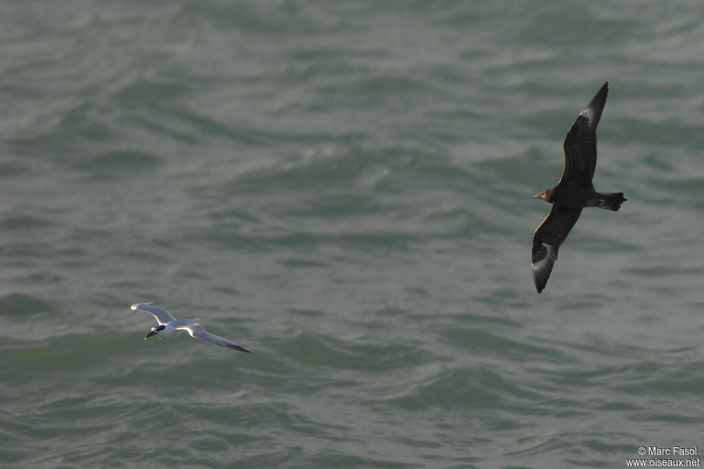 Parasitic JaegerFirst year, Flight