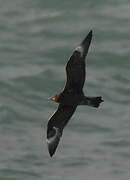 Parasitic Jaeger