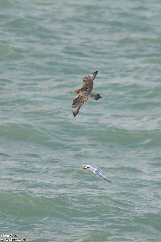 Parasitic JaegerFirst year, Flight