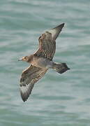 Parasitic Jaeger