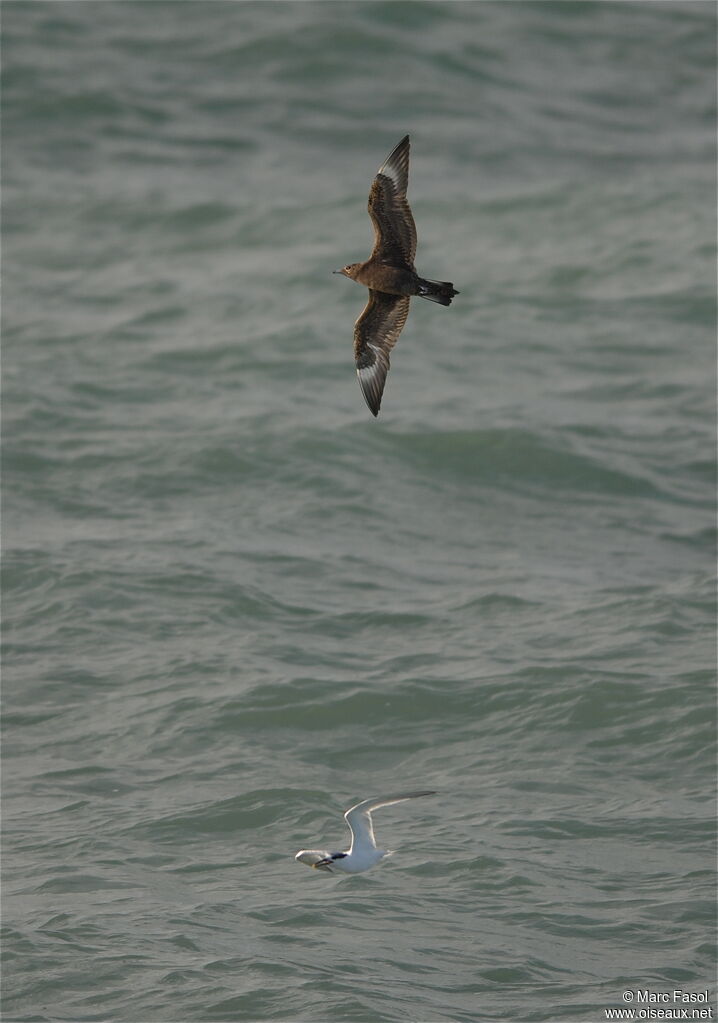 Parasitic JaegerFirst year, Flight