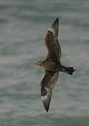 Parasitic Jaeger